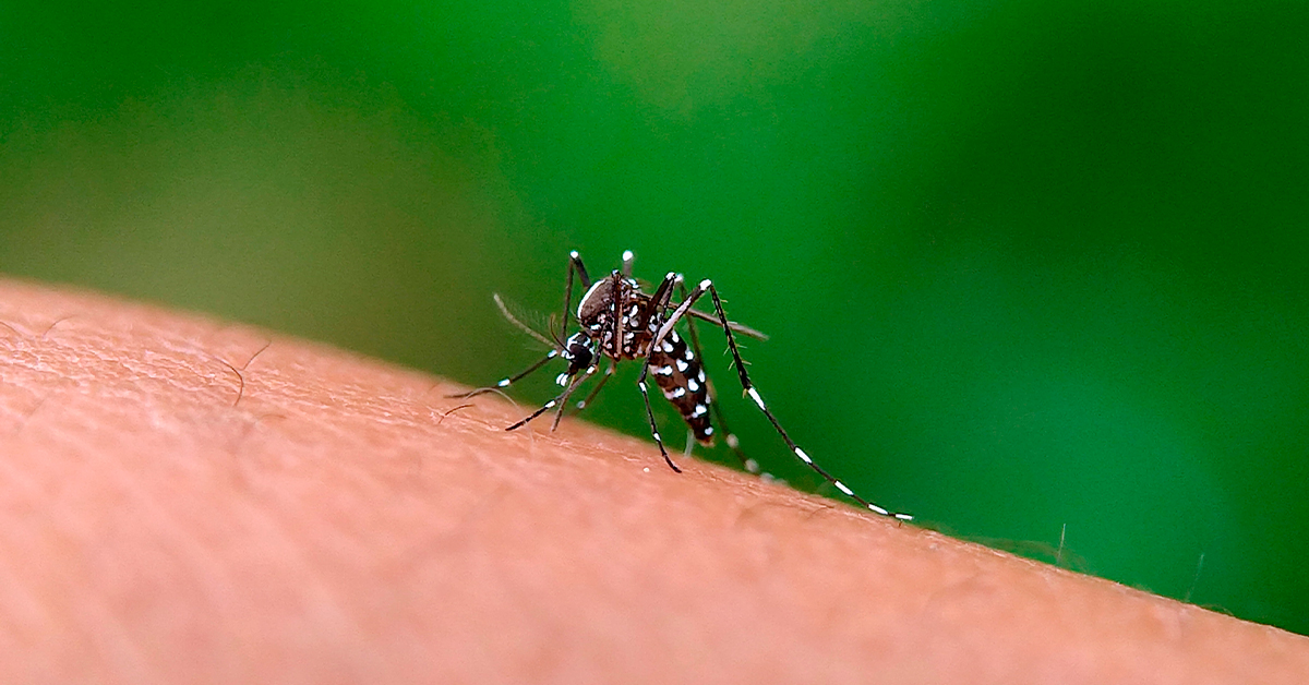 Alerta Dengue: Saiba como combater os focos do mosquito ao redor da sua casa
