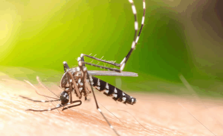 Brasil inaugura a maior biofábrica de Aedes aegypti do mundo para controle sustentável de arboviroses