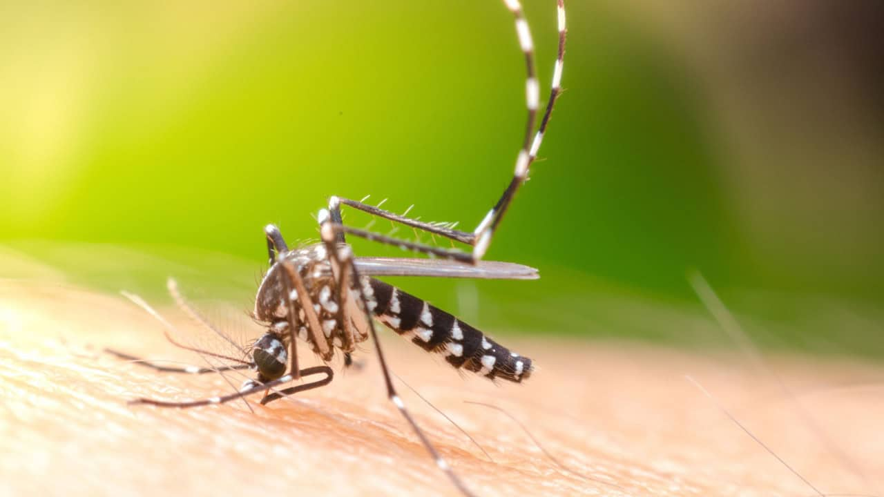 Brasil inaugura a maior biofábrica de Aedes aegypti do mundo para controle sustentável de arboviroses