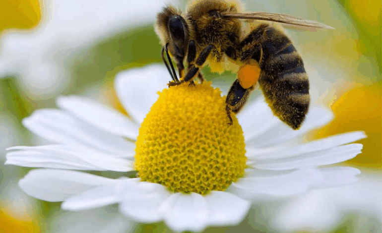 Pesquisadores brasileiros identificam substância da própolis de abelha nativa com potente ação contra larvas da dengue