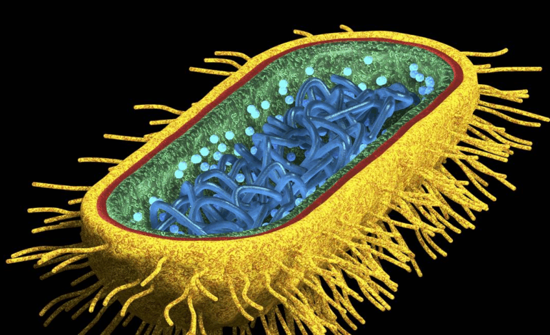O alerta silencioso: superbactérias poderão matar mais que o câncer