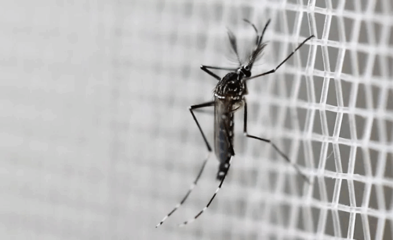 DF lança megaoperação e solta 6 milhões de mosquitos “do bem” contra a dengue