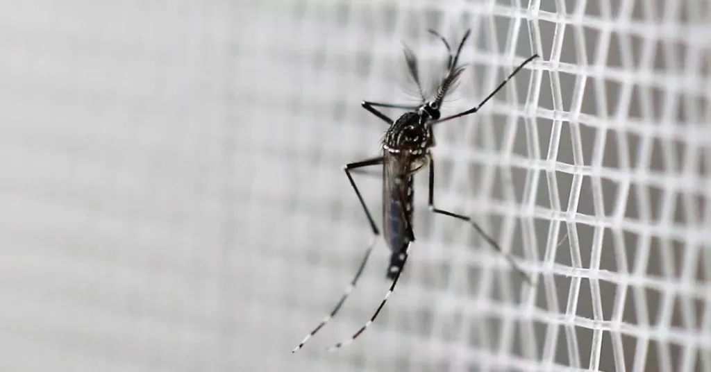 DF lança megaoperação e solta 6 milhões de mosquitos “do bem” contra a dengue