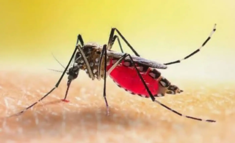 Por que algumas pessoas pegam dengue e não apresentam sintomas? Ciência começa a desvendar o mistério