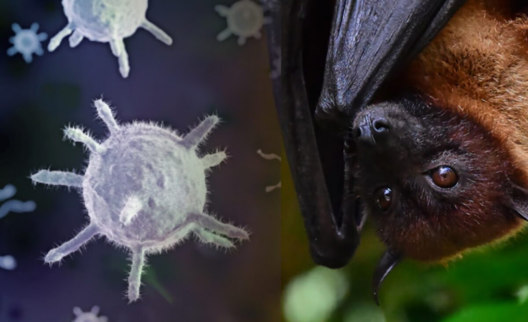 Vírus Nipah: o que é, sintomas, formas de transmissão e qual é o risco real para o Brasil