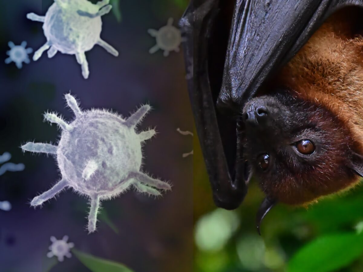 Vírus Nipah: o que é, sintomas, formas de transmissão e qual é o risco real para o Brasil