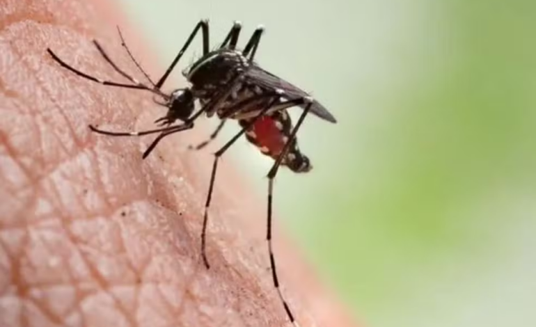 Dengue Fora de Controle: Seis Cidades Baianas Decretam Epidemia Enquanto Governo Autoriza Entrada Forçada em Casas