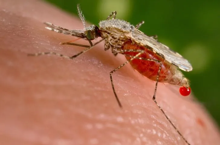 São Paulo Confirma Primeiros Casos de Febre do Nilo Ocidental em Ribeirão Preto e São José do Rio Preto